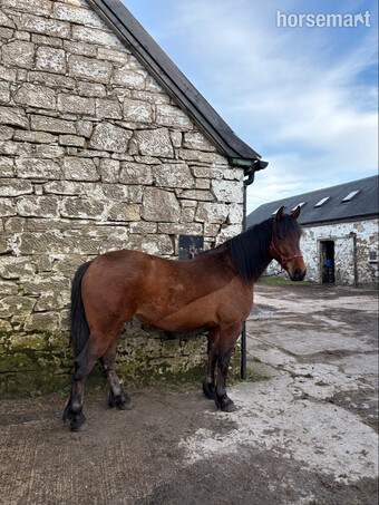"Leo / Moonstruck " Bay Gelding Cob/Heavy Horse