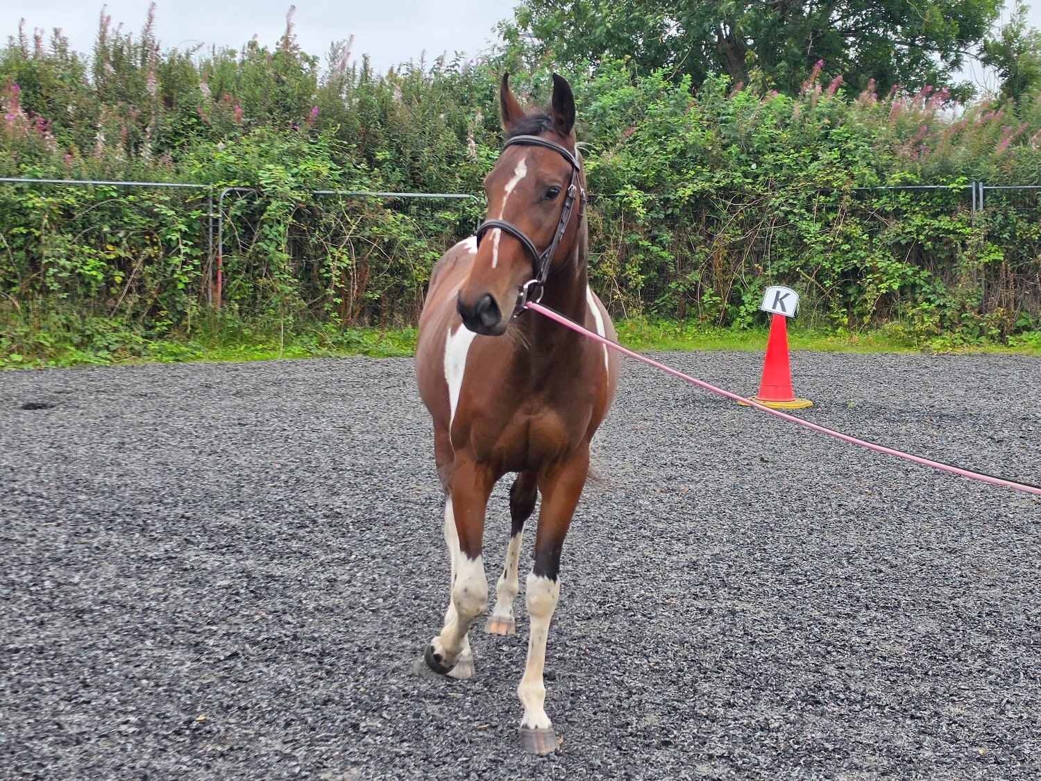 "Bella" Tri-Coloured Mare Coloured - Coloured Horses 