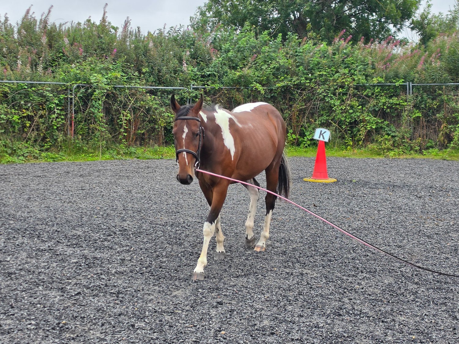 "Bella" Tri-Coloured Mare Coloured - 
