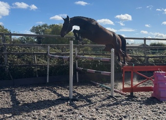 "Shelia" Bay Mare Young Sport Horse