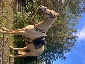 "Donna D’Amour" Palomino Mare All Rounder