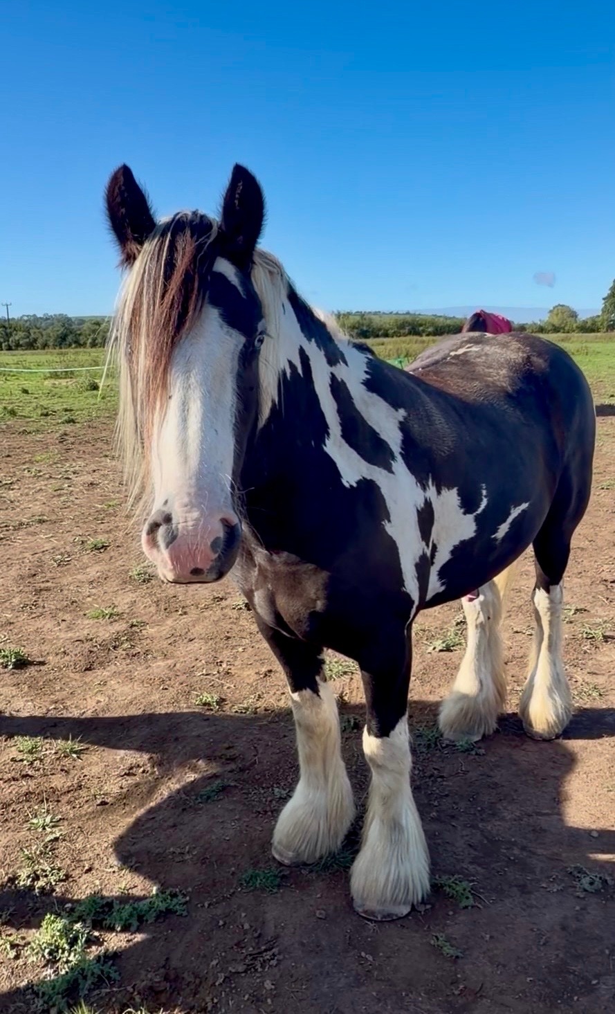 Cobs & Heavy Horses  - "SD Blue Eyed Gangster" Piebald Gelding Cob/Heavy Horse