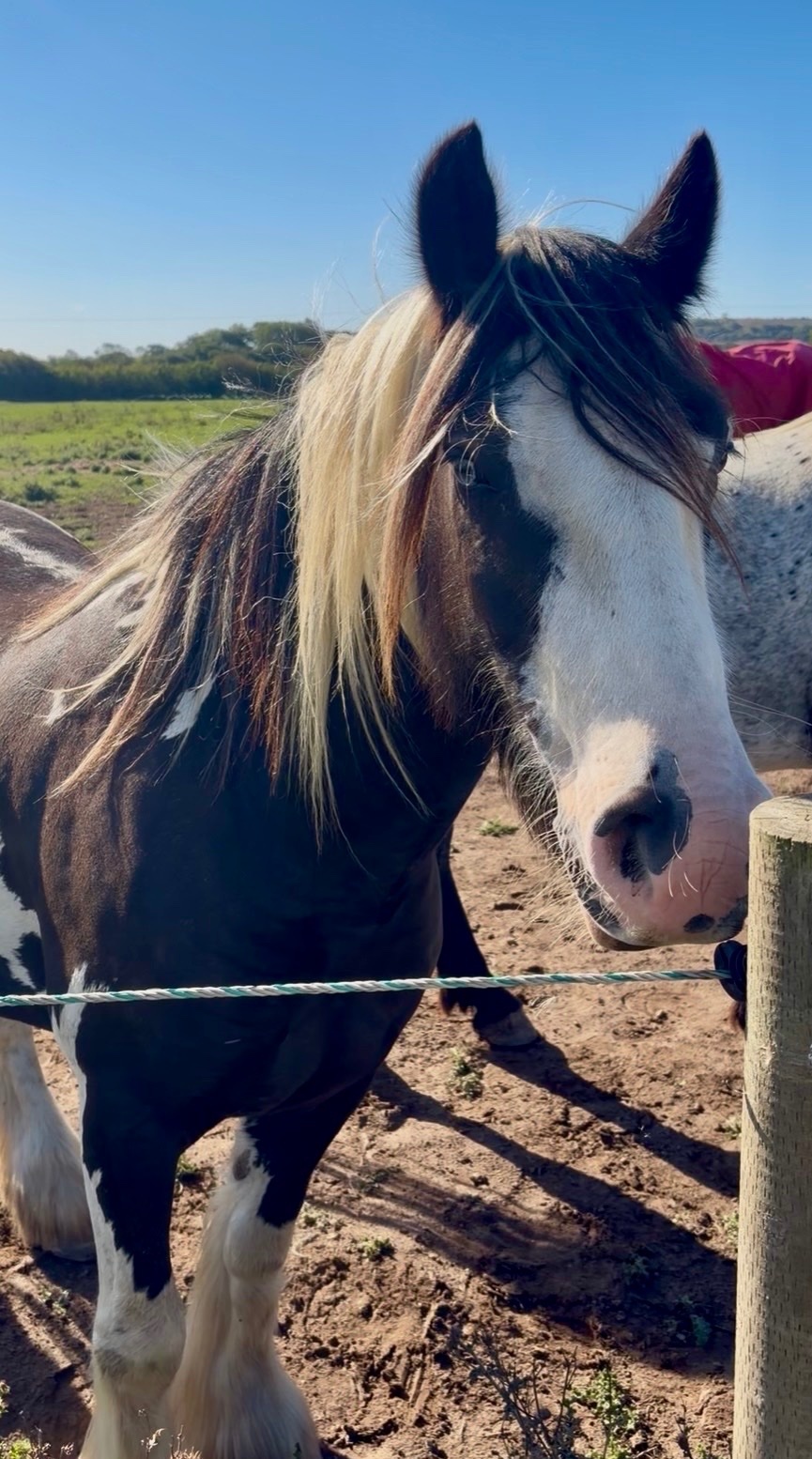 "SD Blue Eyed Gangster" Piebald Gelding Cob/Heavy Horse - Cobs & Heavy Horses 
