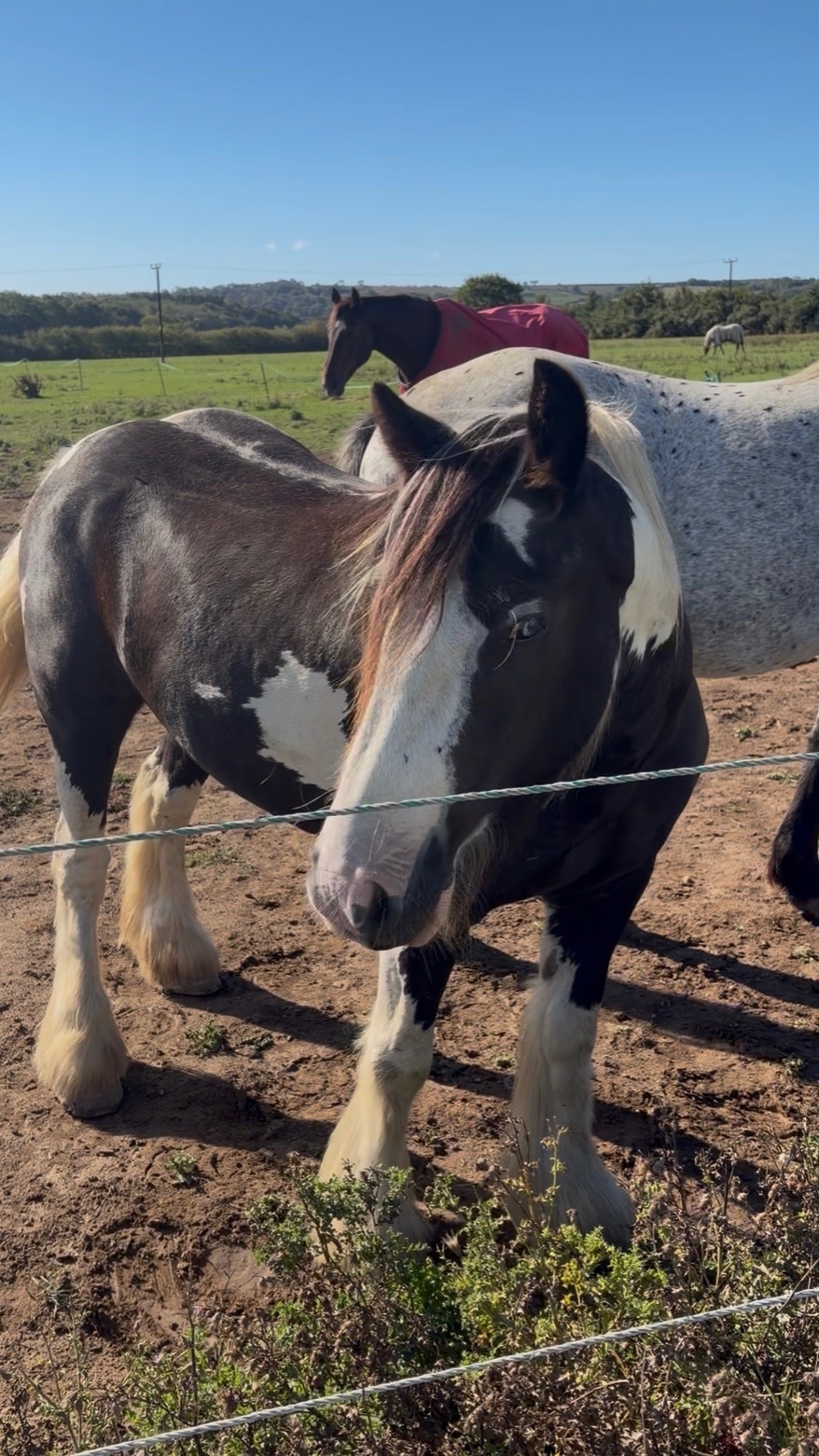 "SD Blue Eyed Gangster" Piebald Gelding Cob/Heavy Horse - 