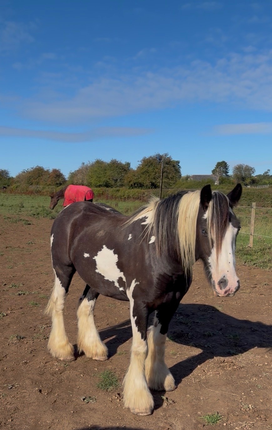 "SD Blue Eyed Gangster" Piebald Gelding Cob/Heavy Horse - Cobs & Heavy Horses