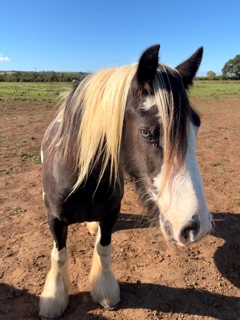 "SD Blue Eyed Gangster" Piebald Gelding Cob/Heavy Horse