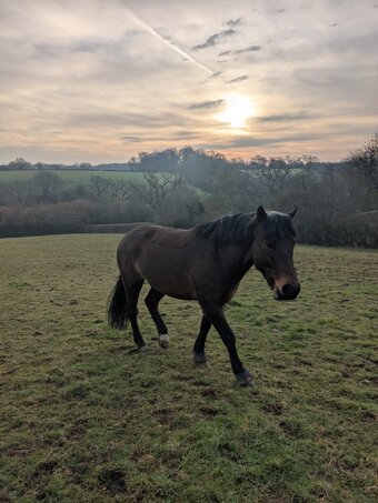 Part Loan opportunity, 14.2 H New forest gelding