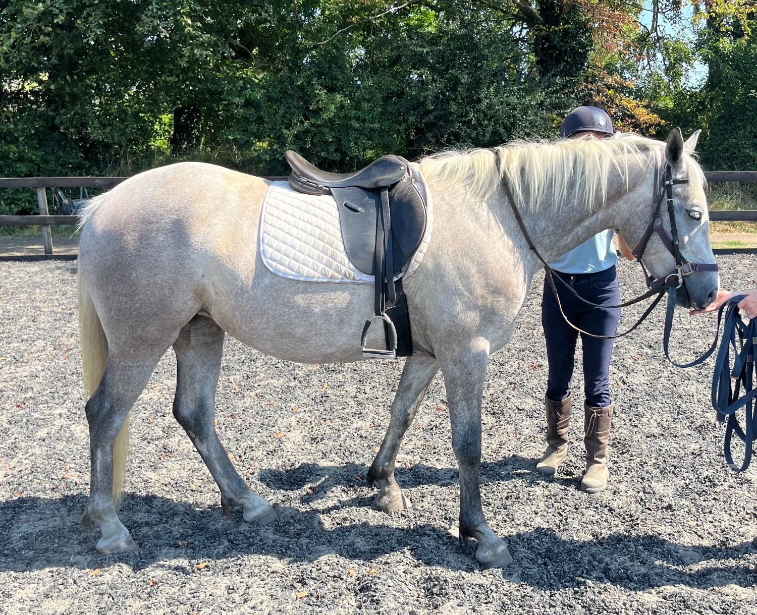 All Rounders  - "Lowerwood bloom" Grey Mare All Rounder