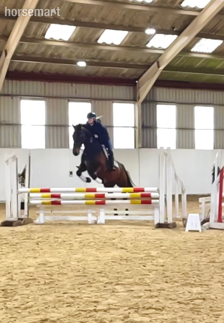 "Coco" Bay Mare Hunter - 
