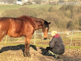 16 year old 16hh OTTB needing devotion and exercise
