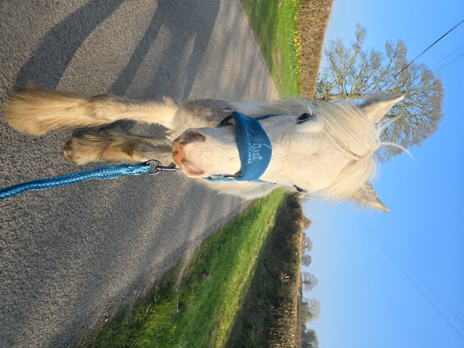 Youngstock and Foals  - "Blue Willow" Blue & White Filly Youngstock / Foal