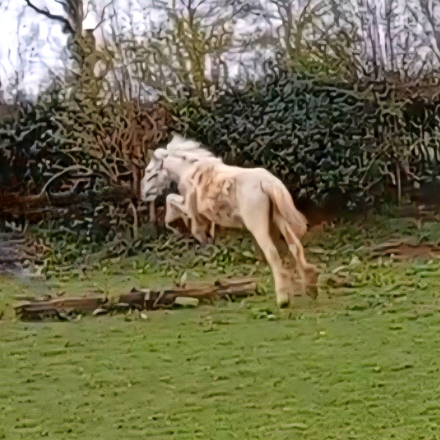 "Blue Willow" Blue & White Filly Youngstock / Foal - Youngstock and Foals