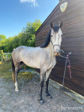 "Wishful Songbird" Dapple Grey Mare Dressage Horse
