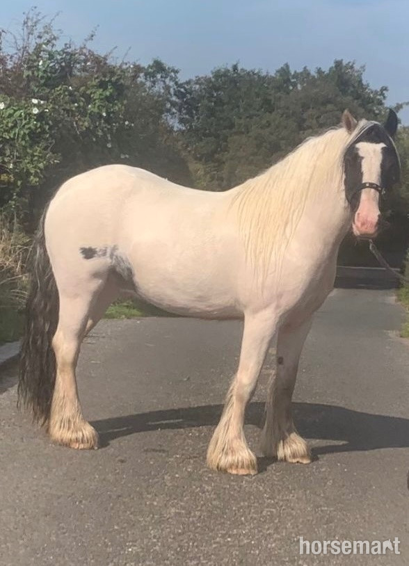 Cobs & Heavy Horses  - "JJ" Piebald Gelding Cob/Heavy Horse