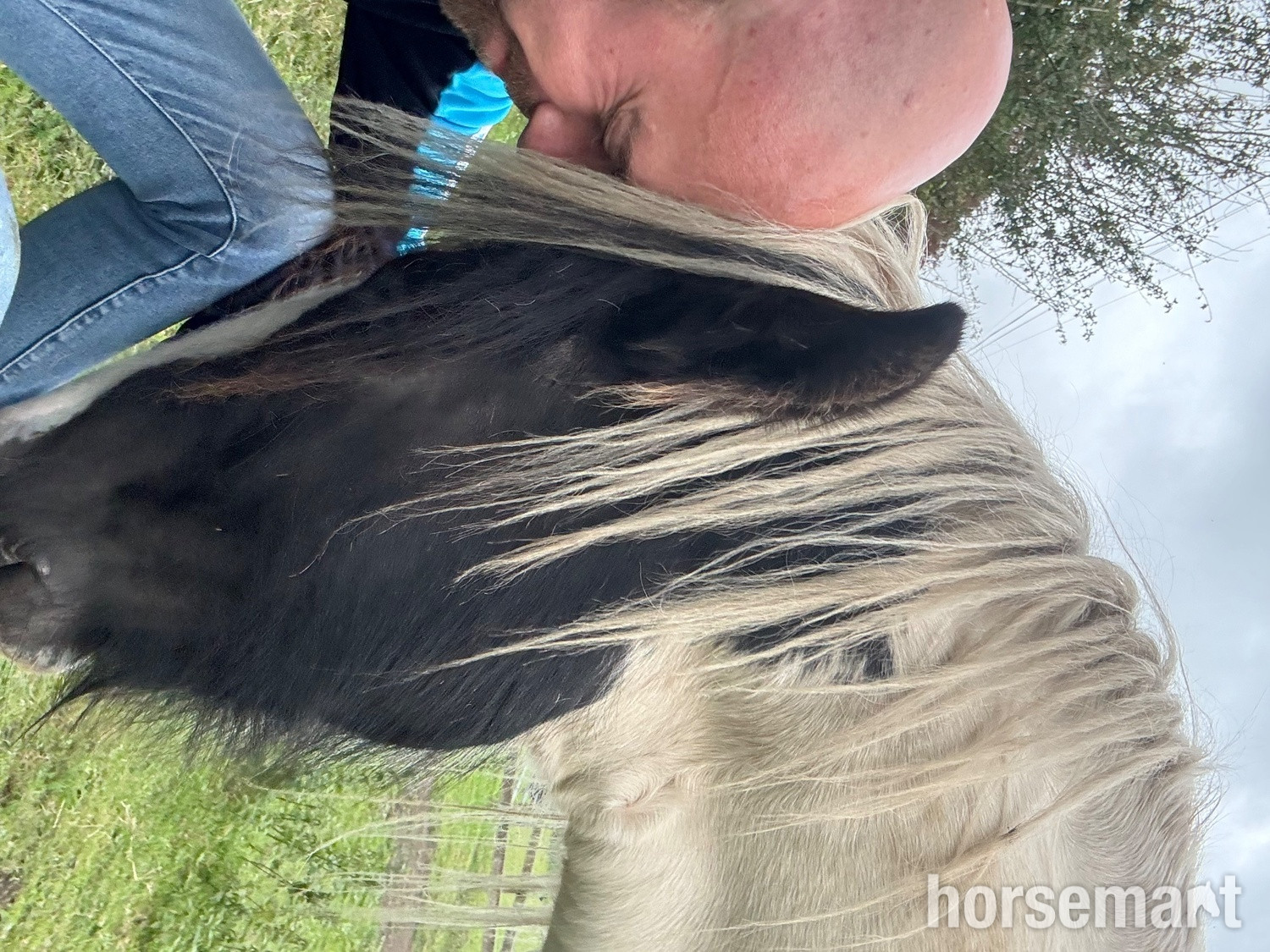 "JJ" Piebald Gelding Cob/Heavy Horse - Cobs & Heavy Horses 