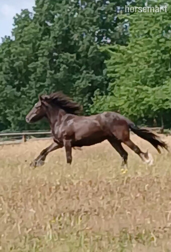"Gainsbrook Victory Blue " Brown Gelding Cob/Heavy Horse