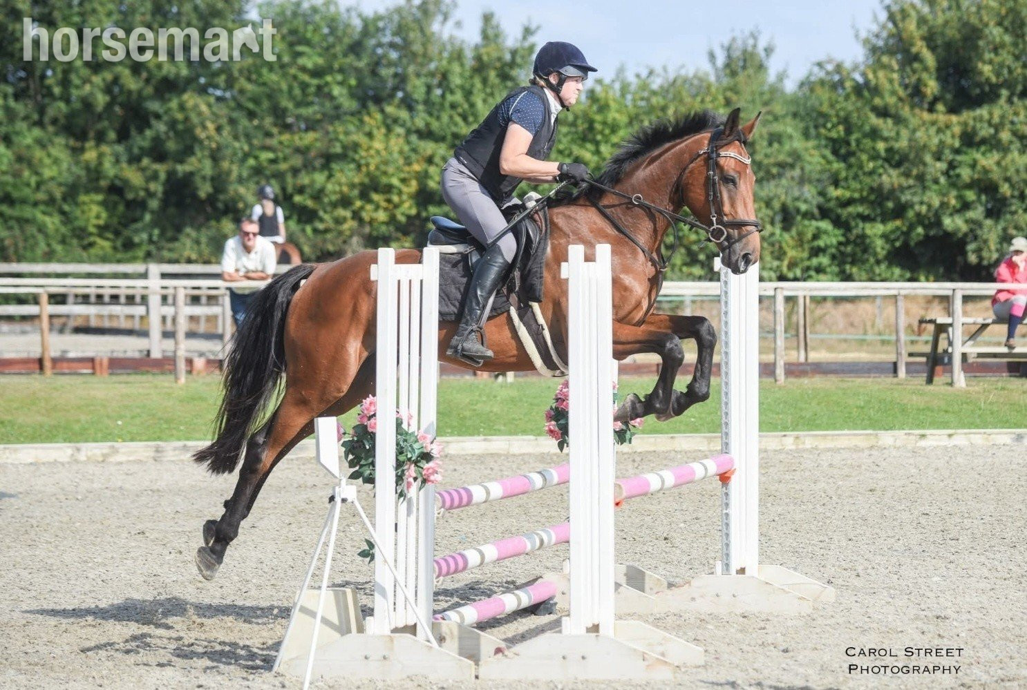 "Diesel" Bay Gelding All Rounder - All Rounders in 