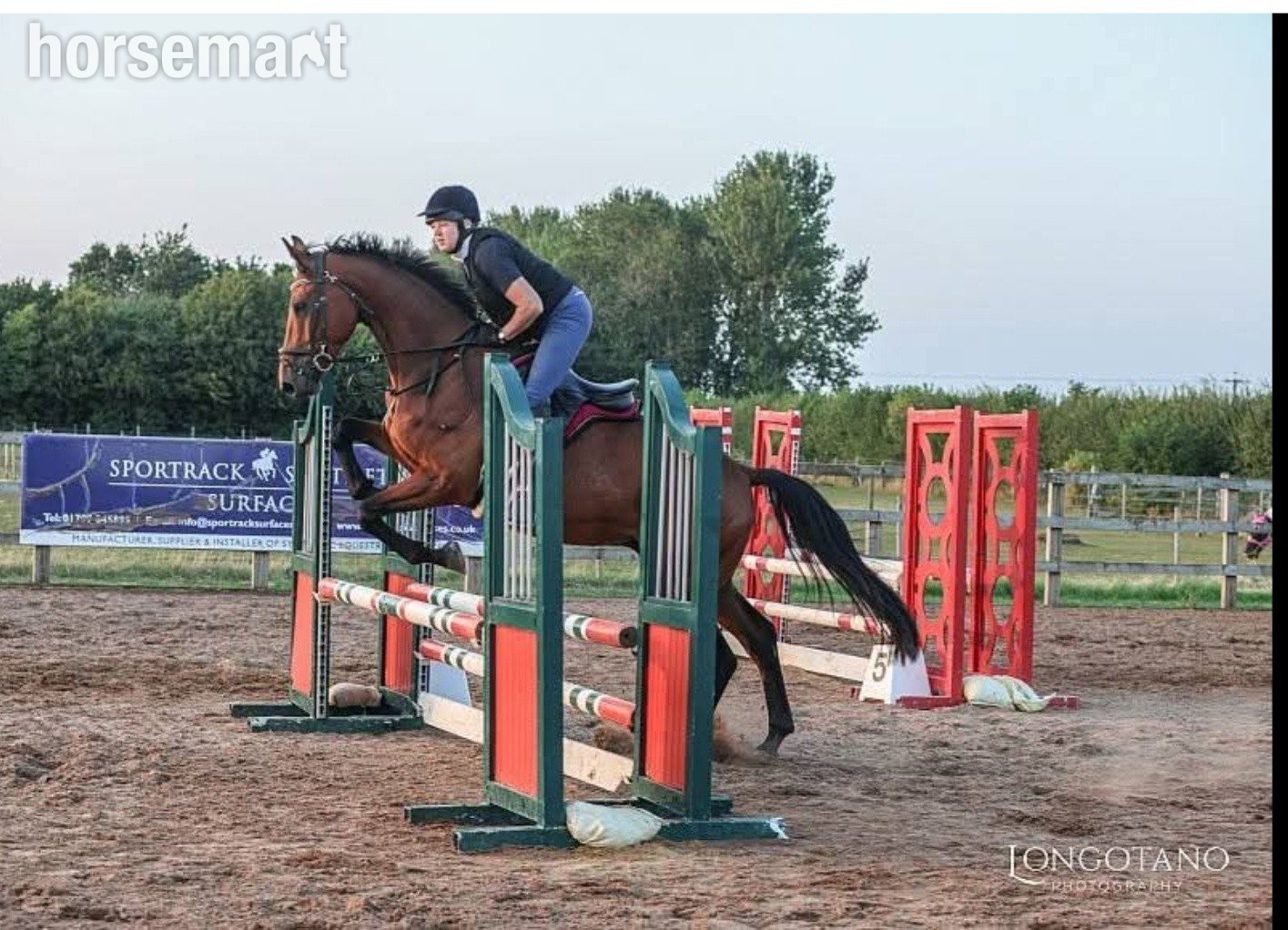 "Diesel" Bay Gelding All Rounder 