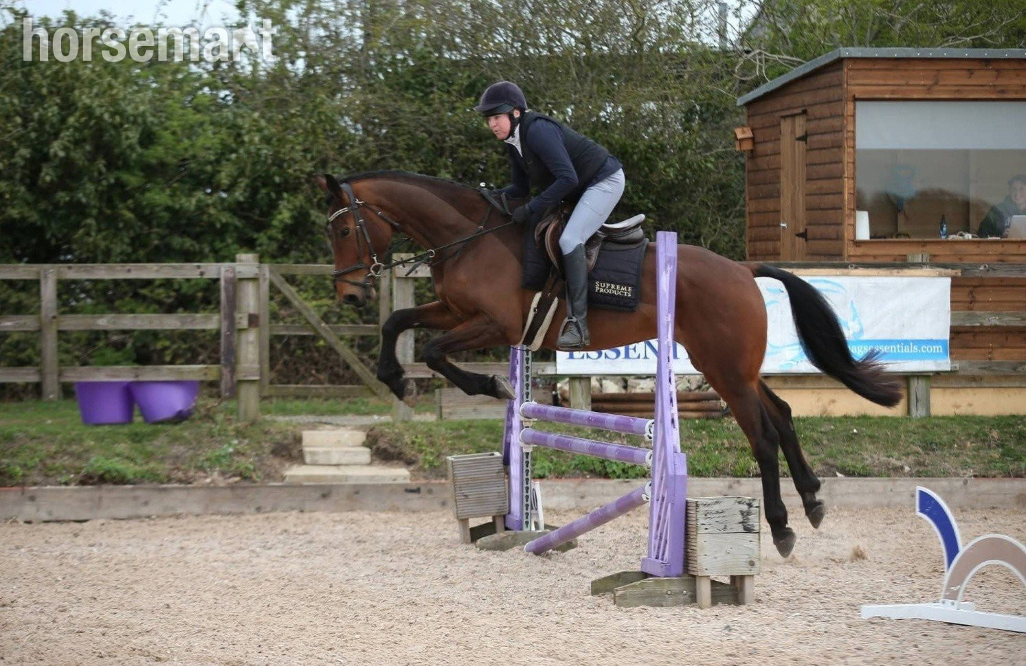 All Rounders  - "Diesel" Bay Gelding All Rounder