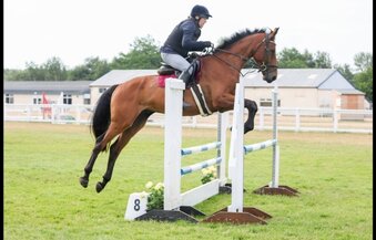 "Diesel" Bay Gelding All Rounder