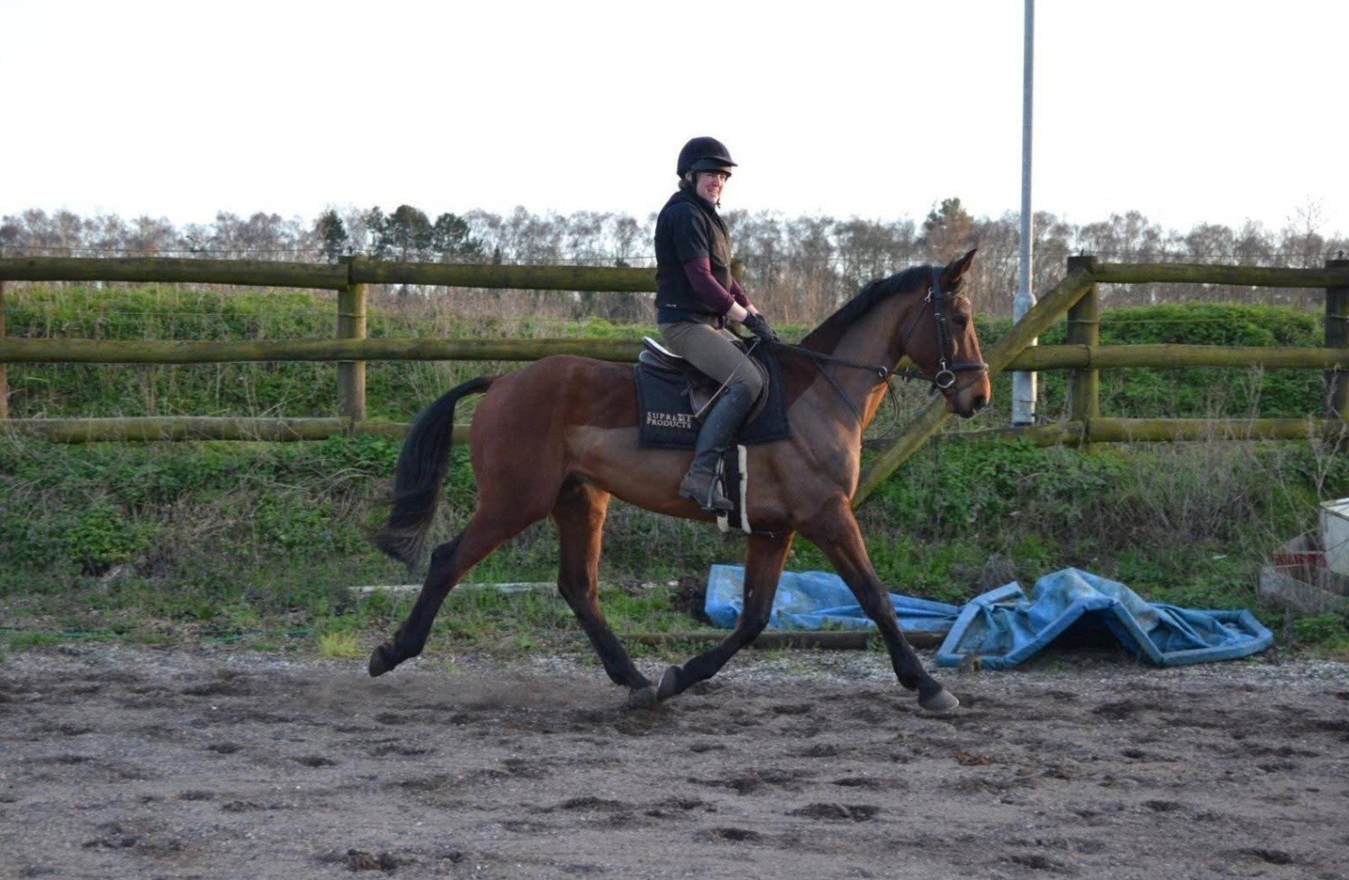 "Diesel" Bay Gelding All Rounder - All Rounders 