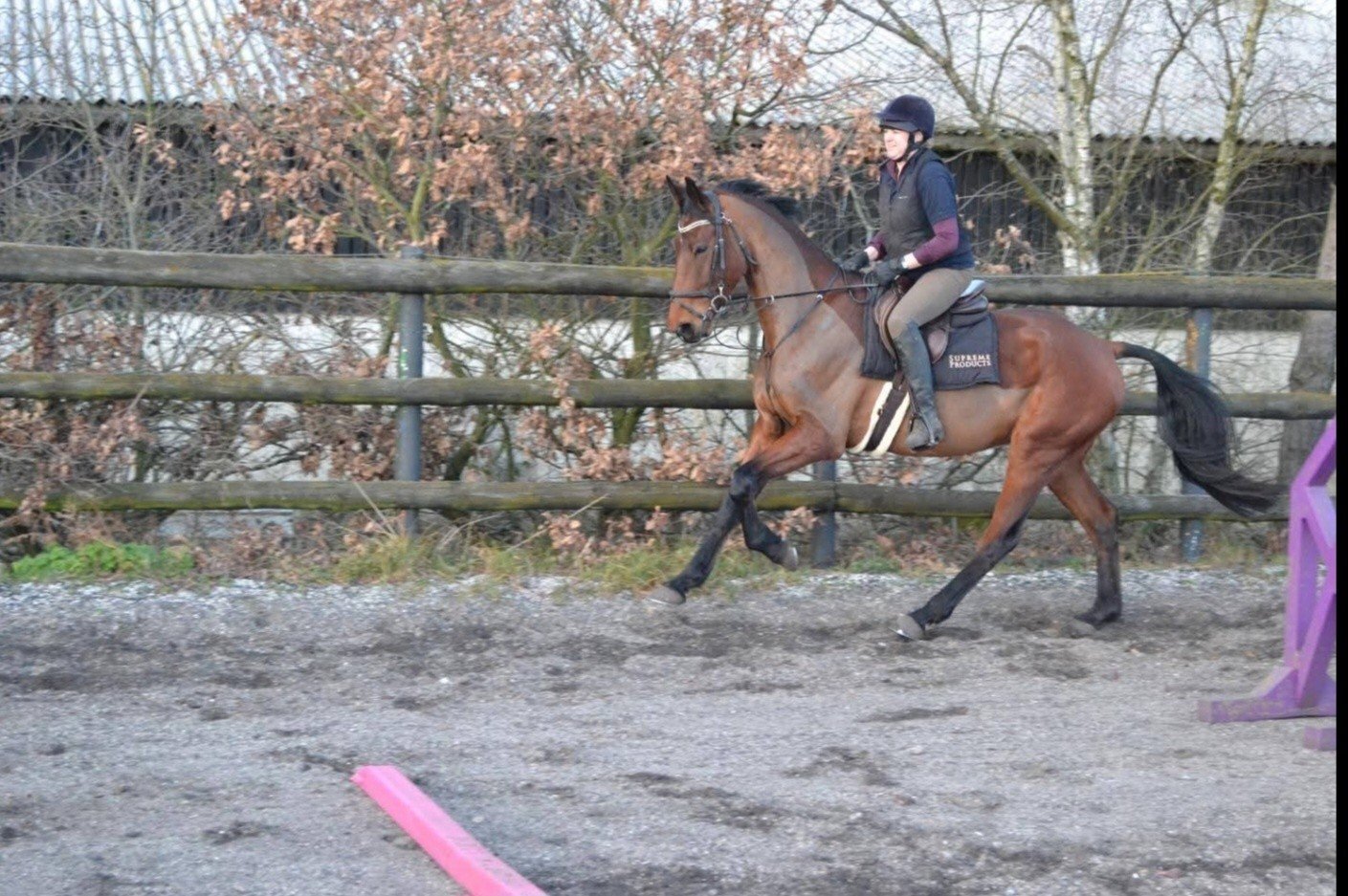 "Diesel" Bay Gelding All Rounder - All Rounders