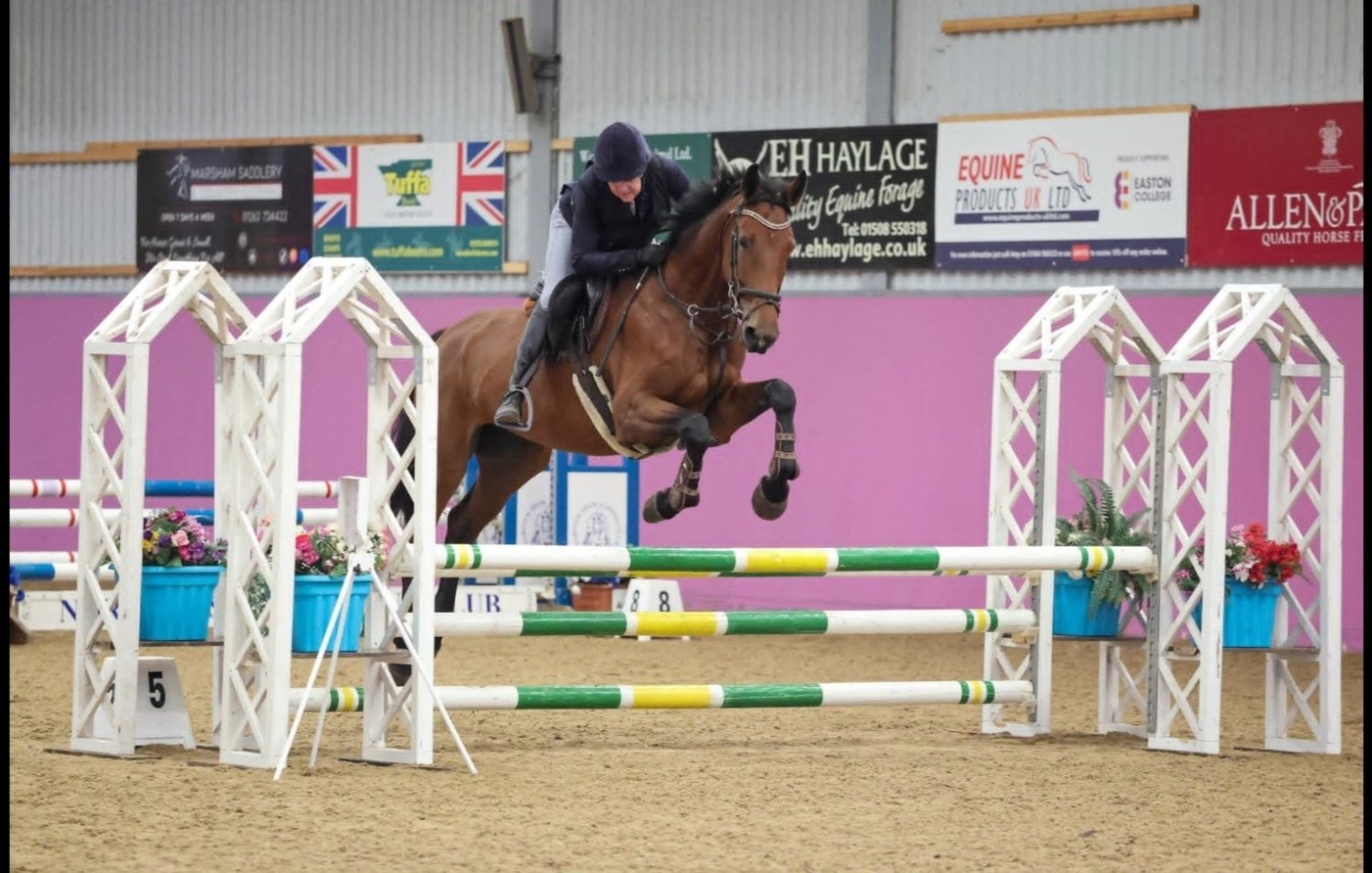 "Diesel" Bay Gelding All Rounder