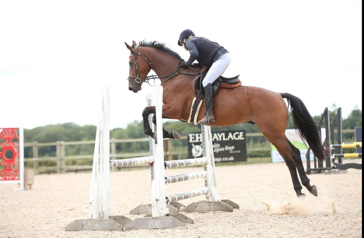  "Diesel" Bay Gelding All Rounder