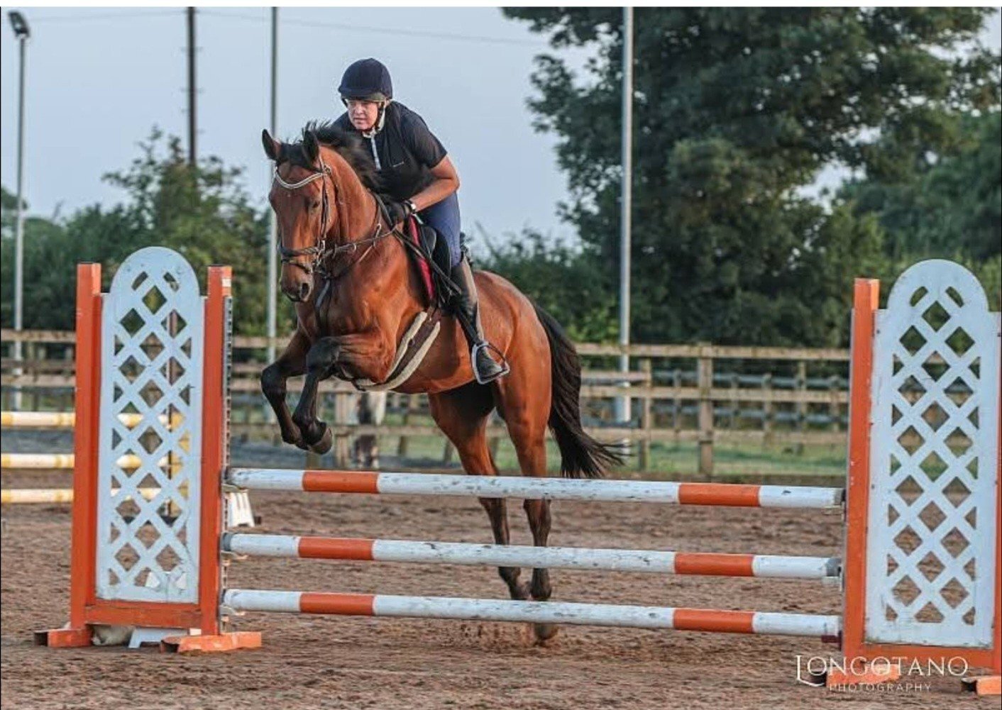 "Diesel" Bay Gelding All Rounder - All Rounders