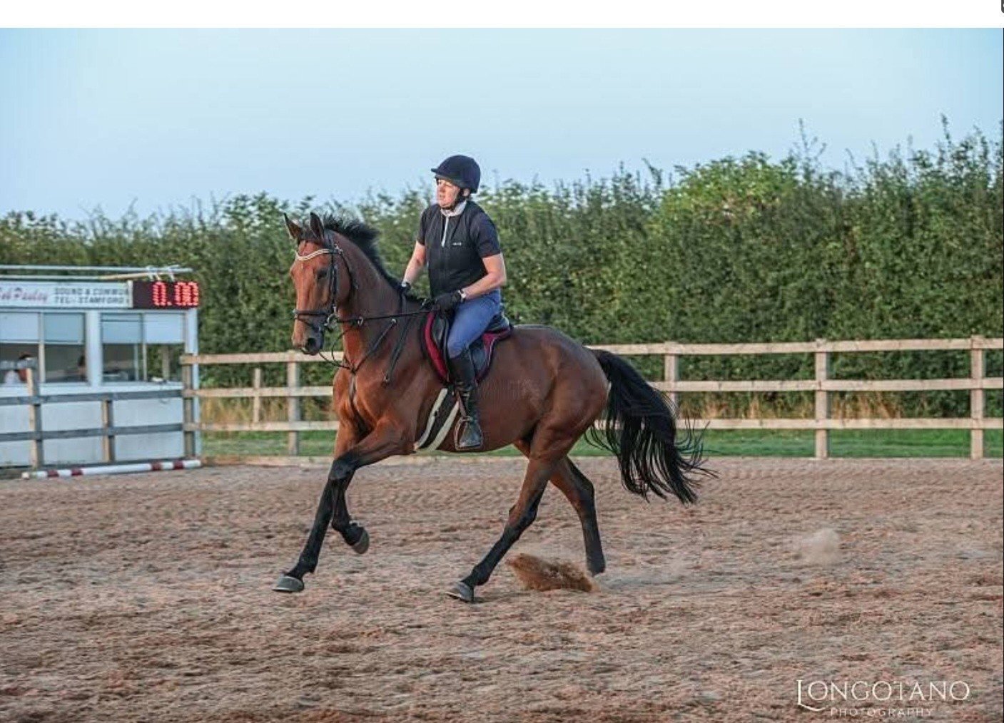 All Rounders - "Diesel" Bay Gelding All Rounder in 
