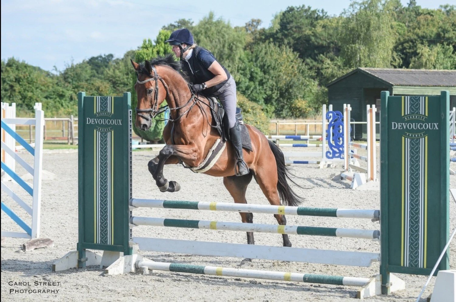 All Rounders - "Diesel" Bay Gelding All Rounder