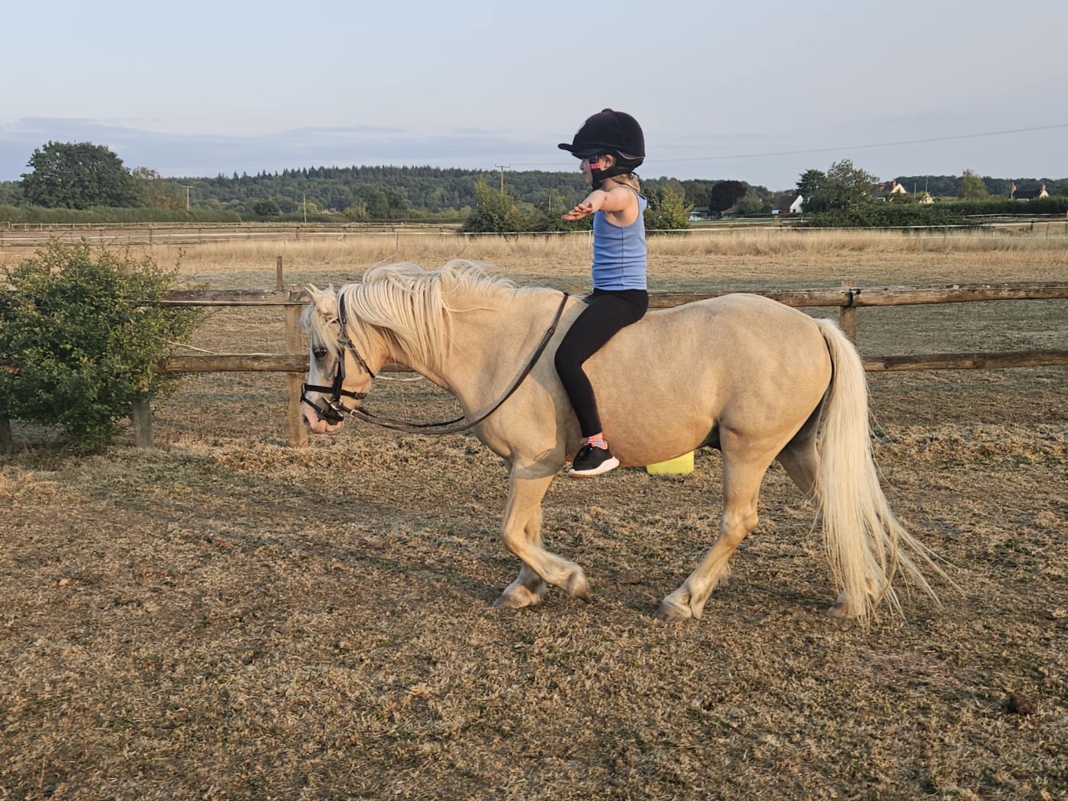 Pony Club Ponies  - "Ciliane Eros" Palomino Gelding Pony Club Pony