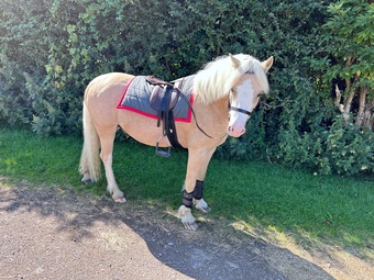 "Ciliane Eros" Palomino Gelding Pony Club Pony
