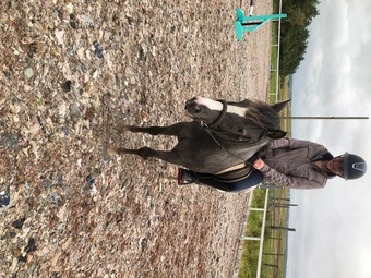 "Indie" Blanket Spot Mare Project Horse