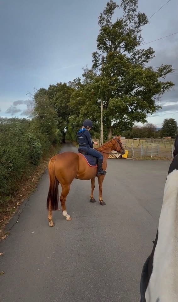 "Posh " Chestnut Mare All Rounder - 