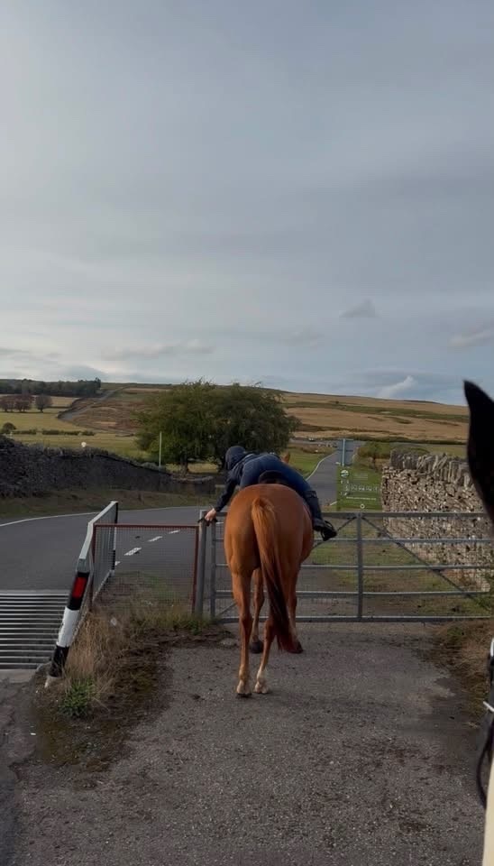 "Posh " Chestnut Mare All Rounder - All Rounders