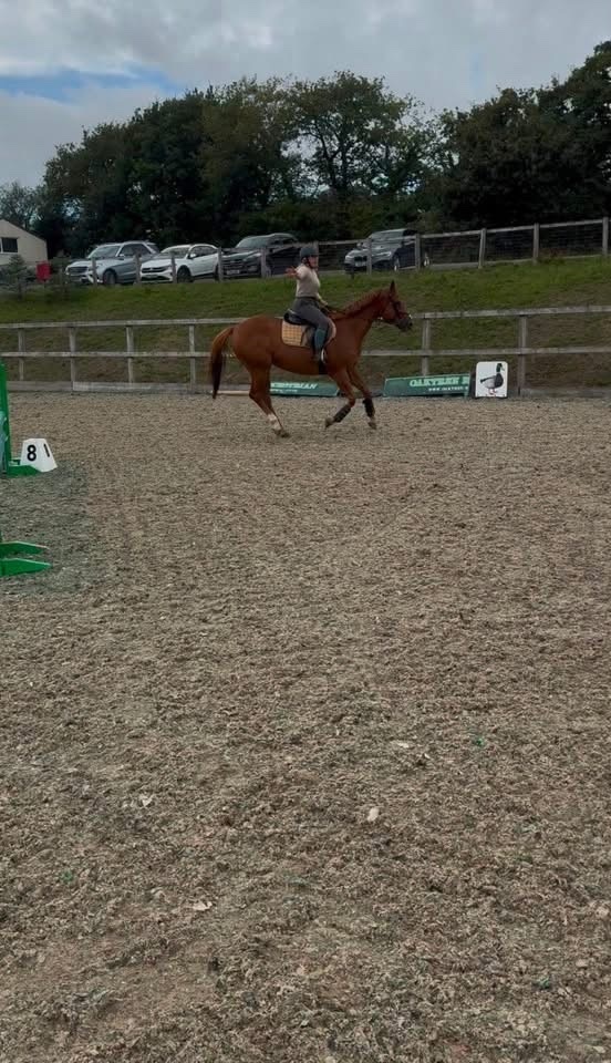  "Posh " Chestnut Mare All Rounder