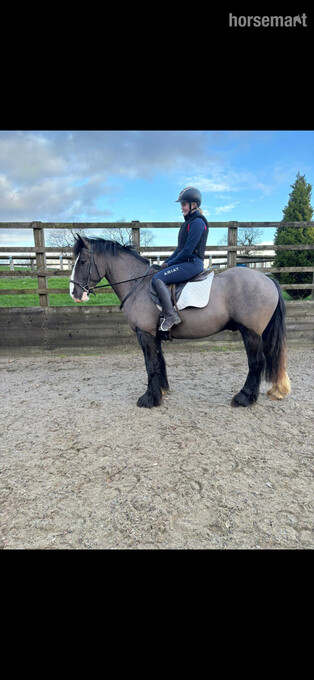 "Harold" Black Gelding Cob/Heavy Horse