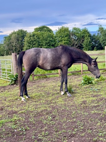 "May" Grey Filly Young Sport Horse