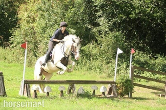 Pretty 13 year old 15 hand skewbald mare for loan