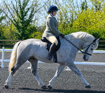 "Blue" Dapple Grey Gelding Cob/Heavy Horse