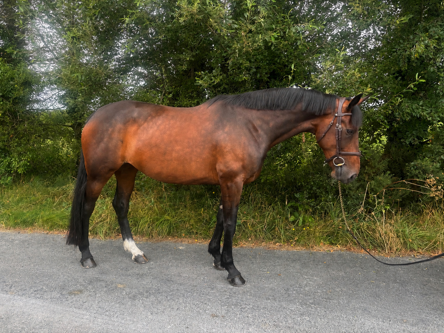 "Lusmagh Chrisy" Bay Mare All Rounder - All Rounders 