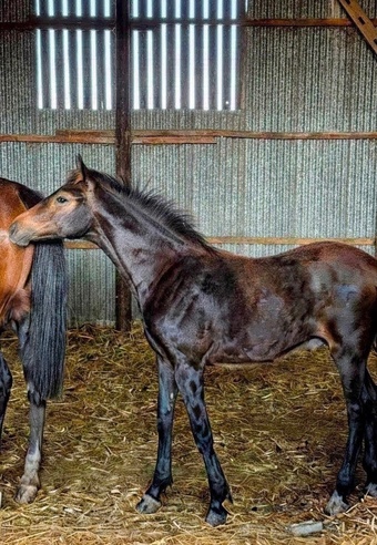 "Saffy" Bay Filly Youngstock / Foal