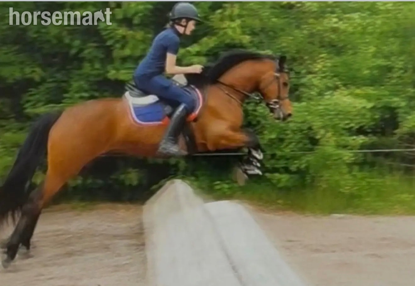 "King" Bay Gelding Mountain & Moorland Pony in 