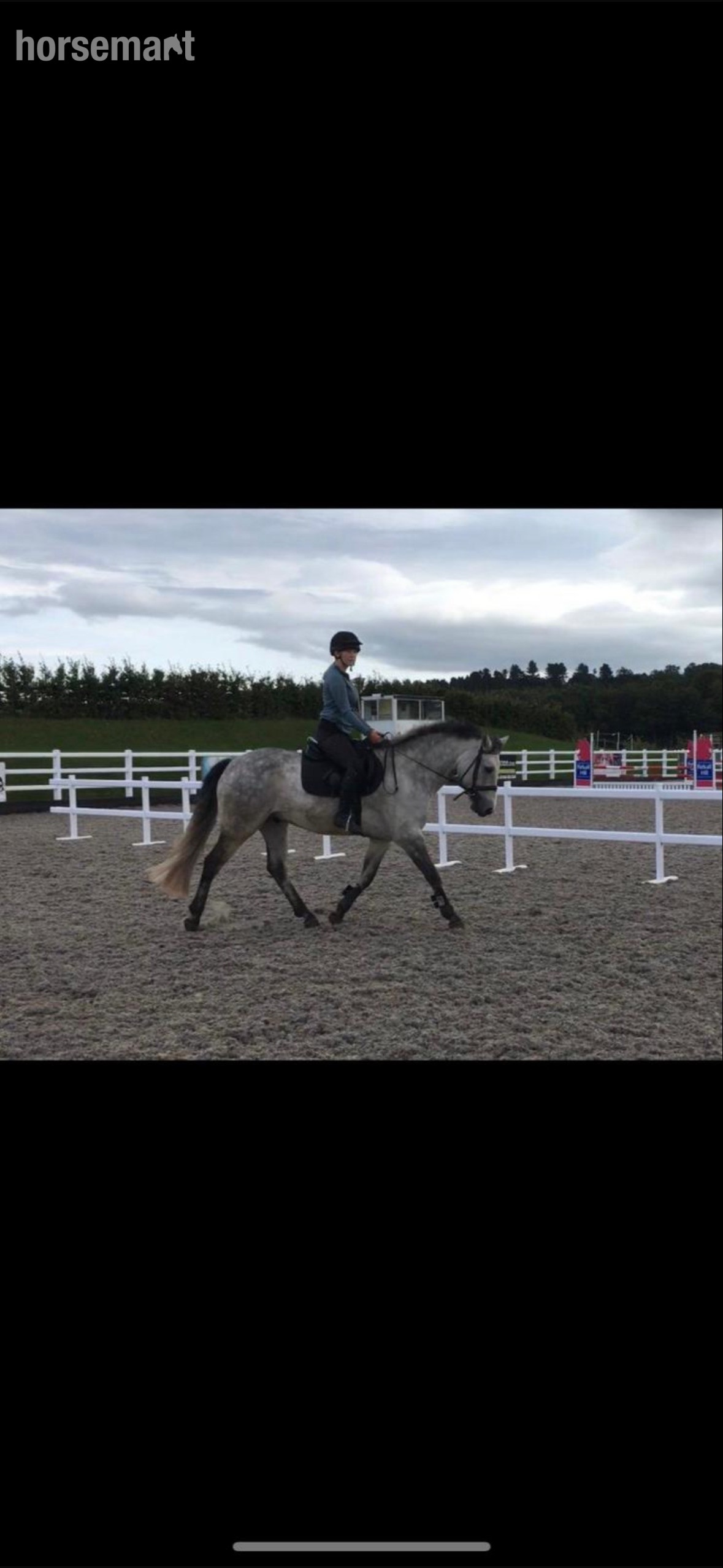"George (Seskin Boy)" Grey Gelding All Rounder in 
