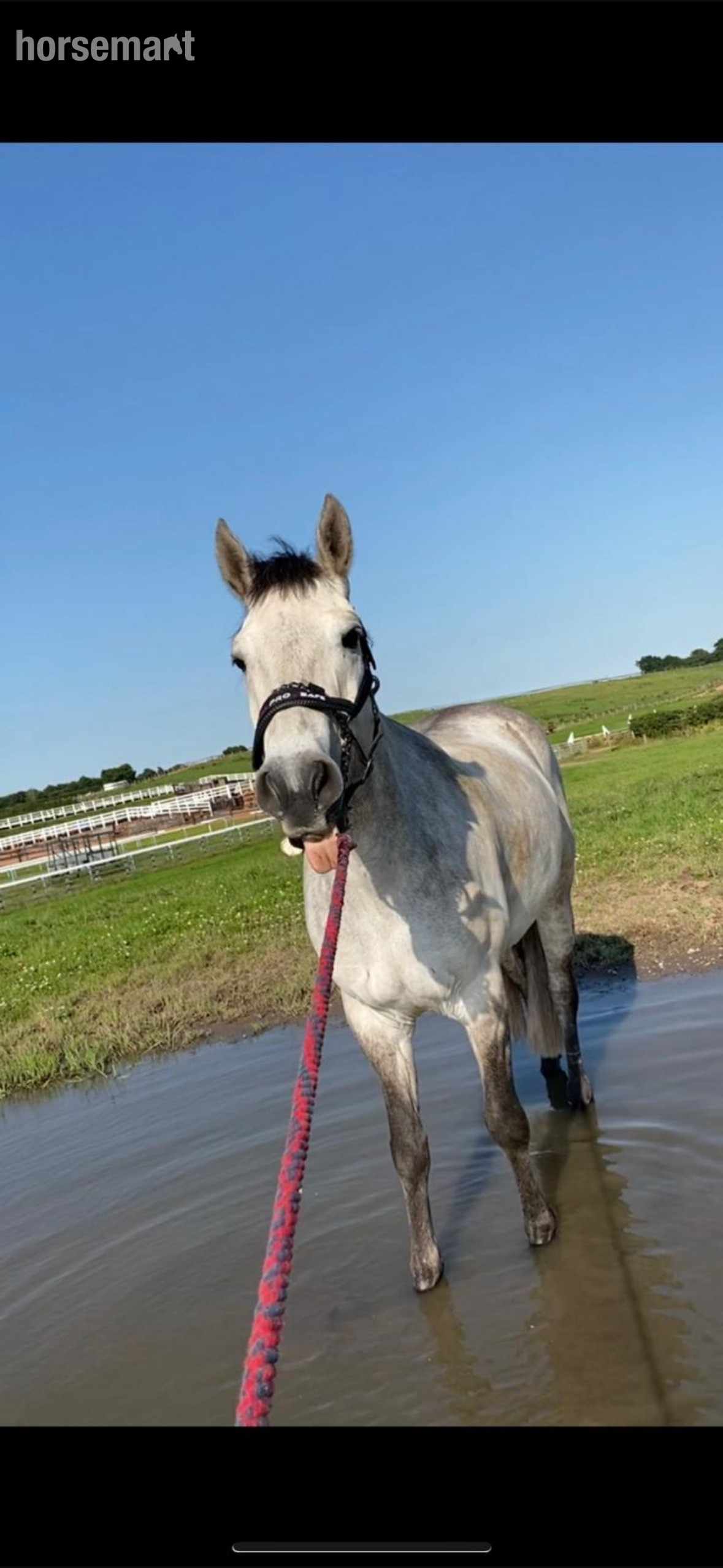 All Rounders  - "George (Seskin Boy)" Grey Gelding All Rounder