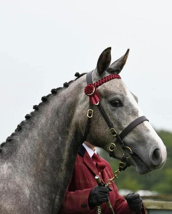 "Rockstar Hip Hop Heaven" Grey Gelding Showing Horse