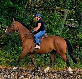"Norman" Bay Gelding All Rounder