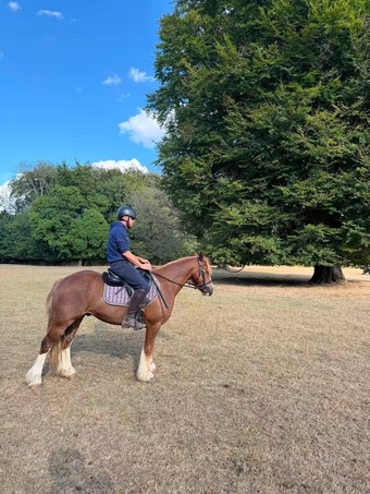 "Chester" Gelding Cob/Heavy Horse