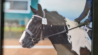 "Bessie" Piebald Mare All Rounder